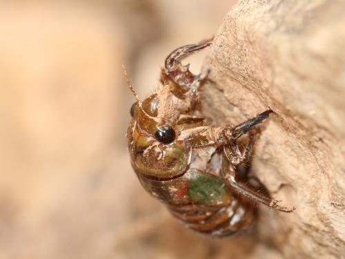 Tibicina haematodes